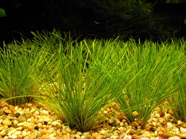 hairgrass.JPG