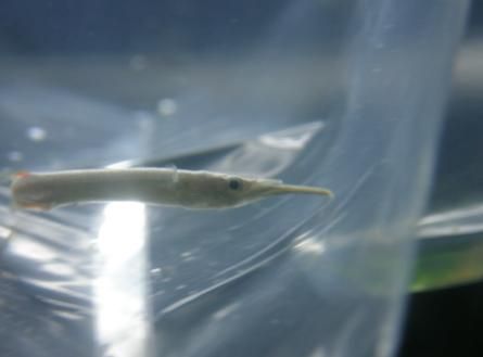 halfbeak1.jpg