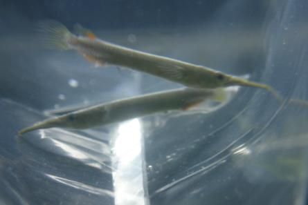 halfbeak2.jpg