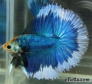 halfmoonbetta.jpg