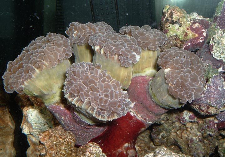 hammer_coral.jpg