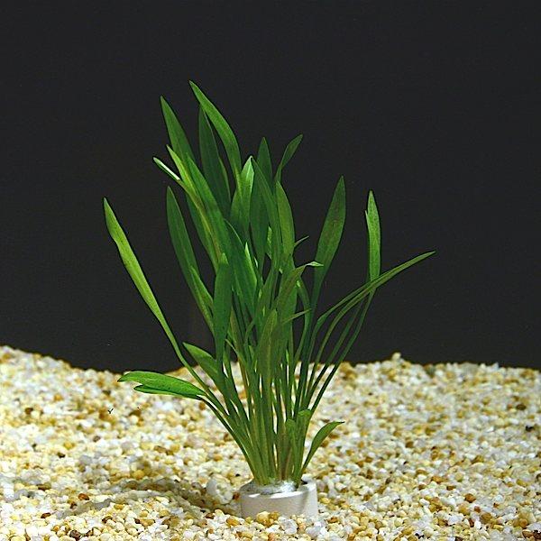 Helanthium tenellum3.jpg