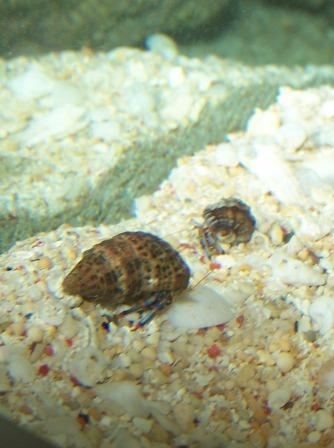 Hermit crabs 1.JPG