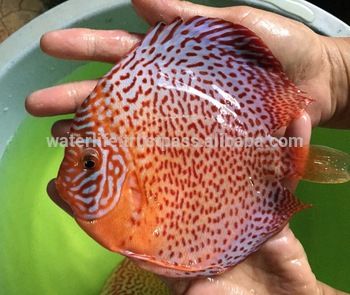 High-Quality-Discus-Fish-Breeder-Freshwater-Fish.jpg_350x350.jpg