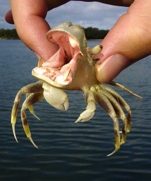 hippo_crab.jpg