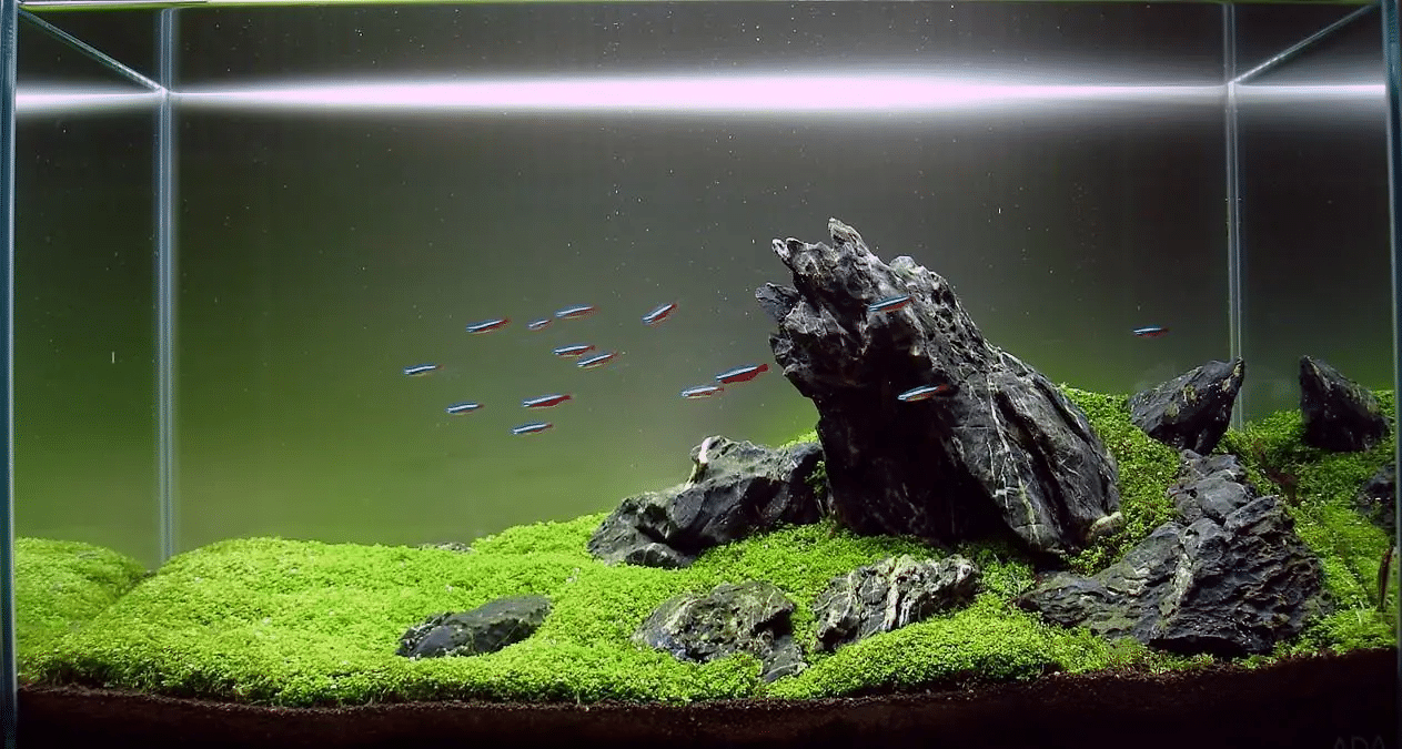 hipwee-Aquascape.png