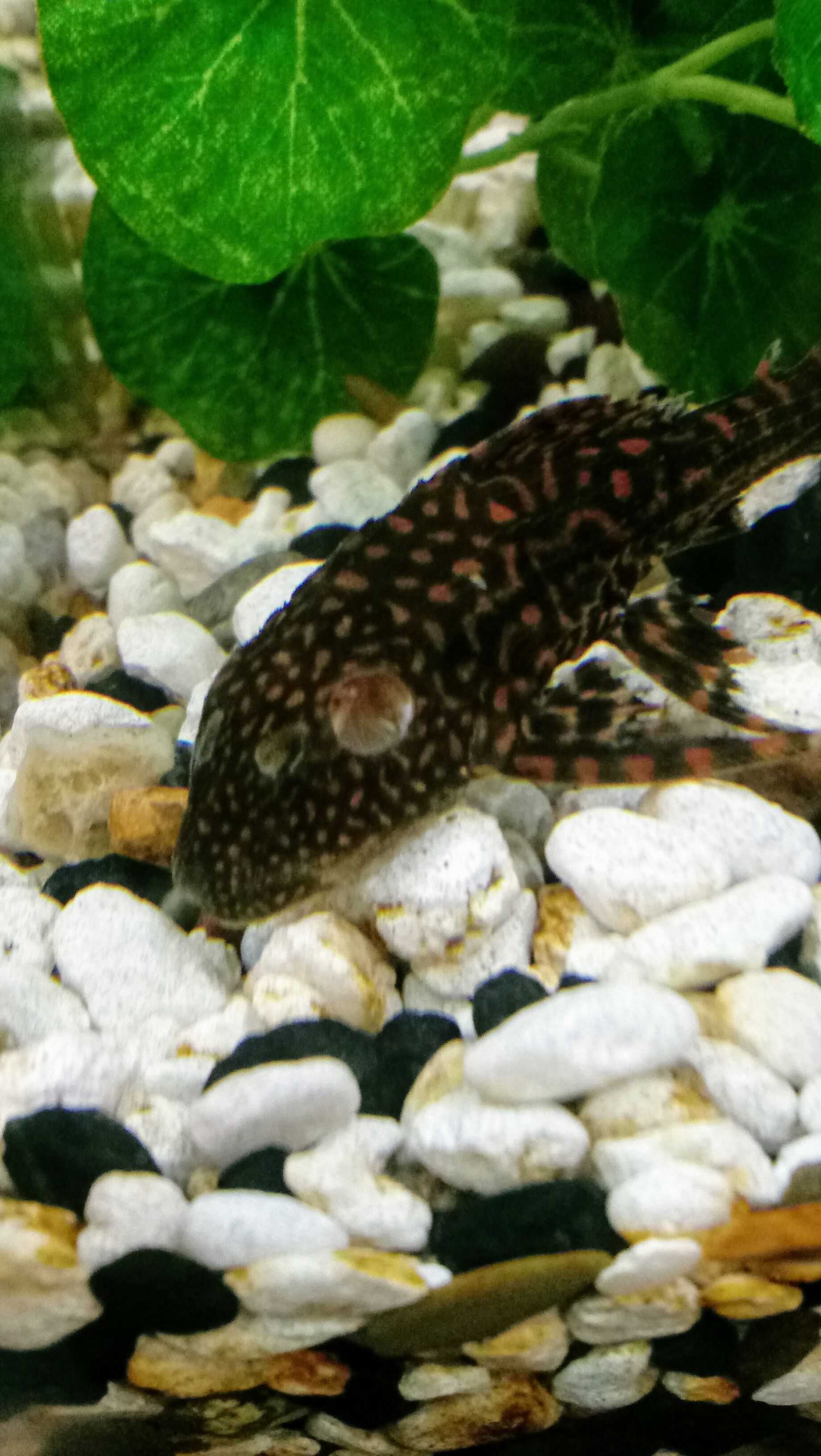 hole in head pleco.jpg