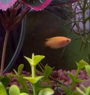 Honey Gold Gourami.jpg