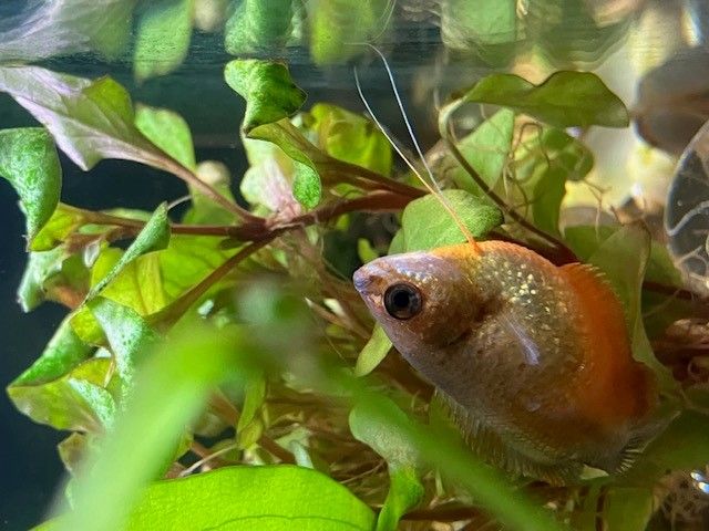 Honey Gourami.jpg