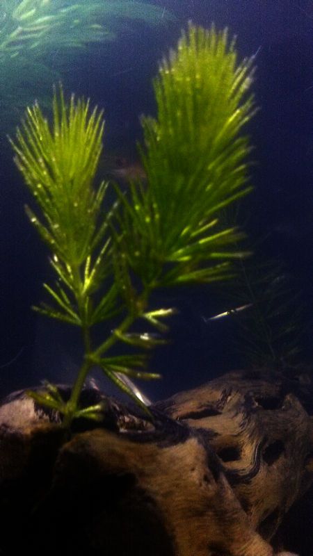 hornwort.JPG