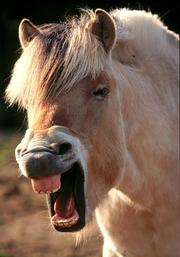 horse_20sneeze.jpg