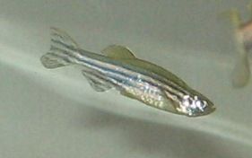 humpback_danio.jpg