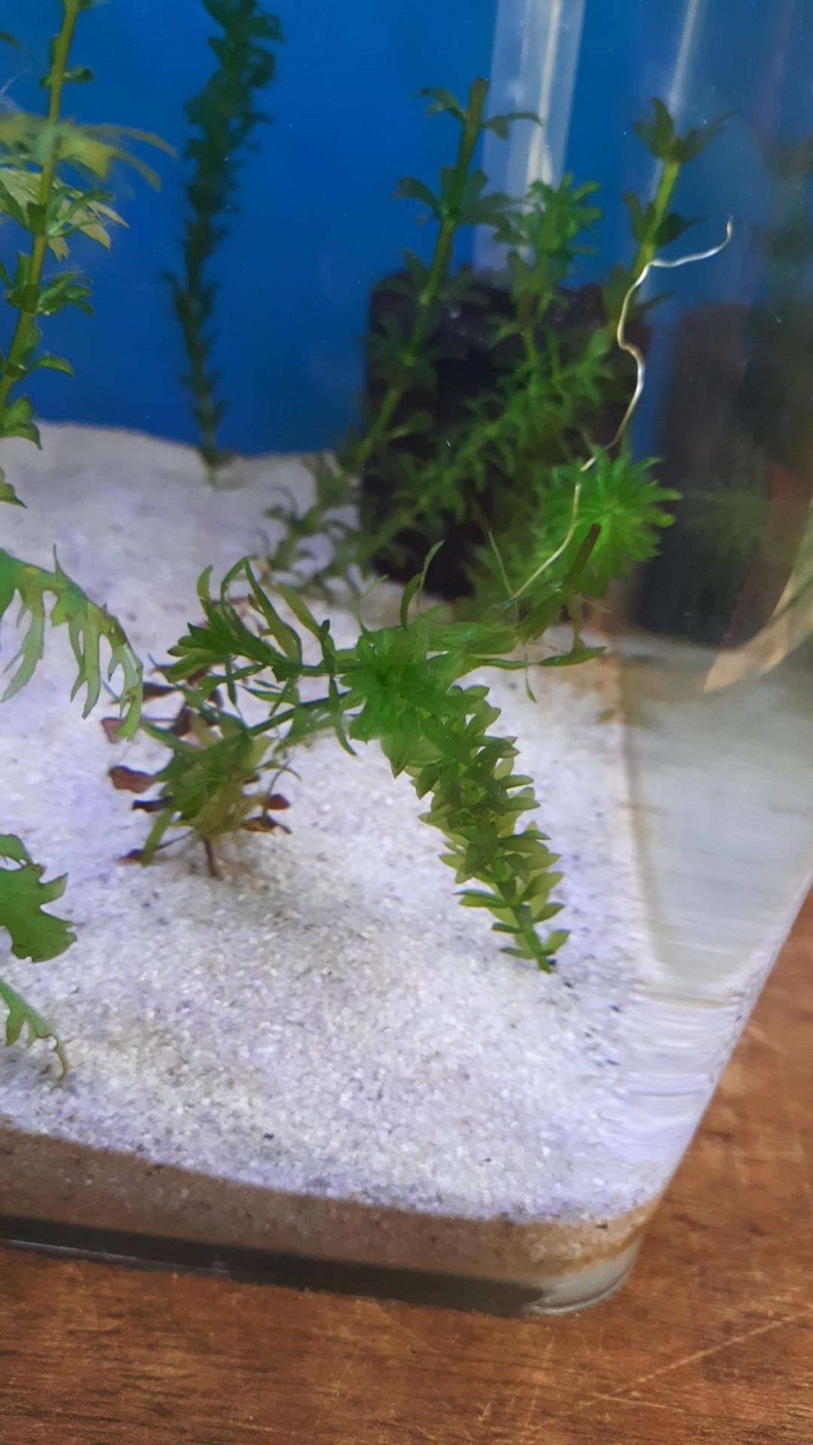 hydrilla difference in 10g.JPEG