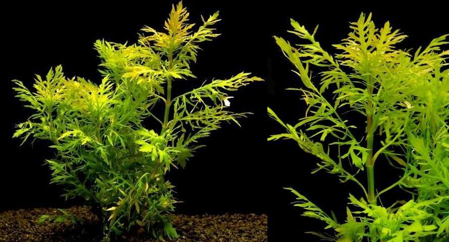 Hygrophila difformis1.jpg