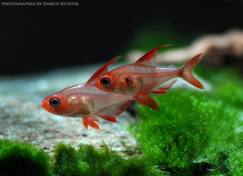 Hyphessobrycon-sweglesi-wild-Colombia.jpeg