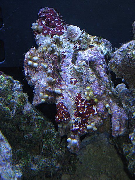 Img_3715Coral.jpg