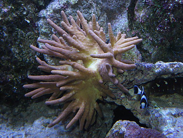 Img_3717Coral.jpg