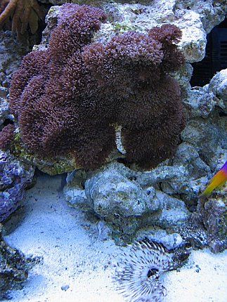 Img_3719CoralAndFeatherDustersmall.jpg