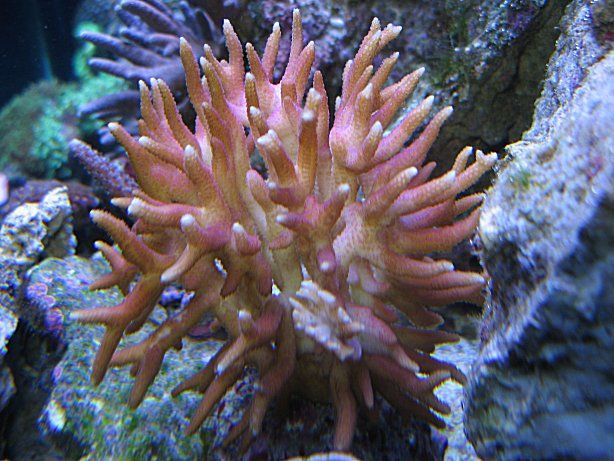 Img_3953HystarixCoral.jpg