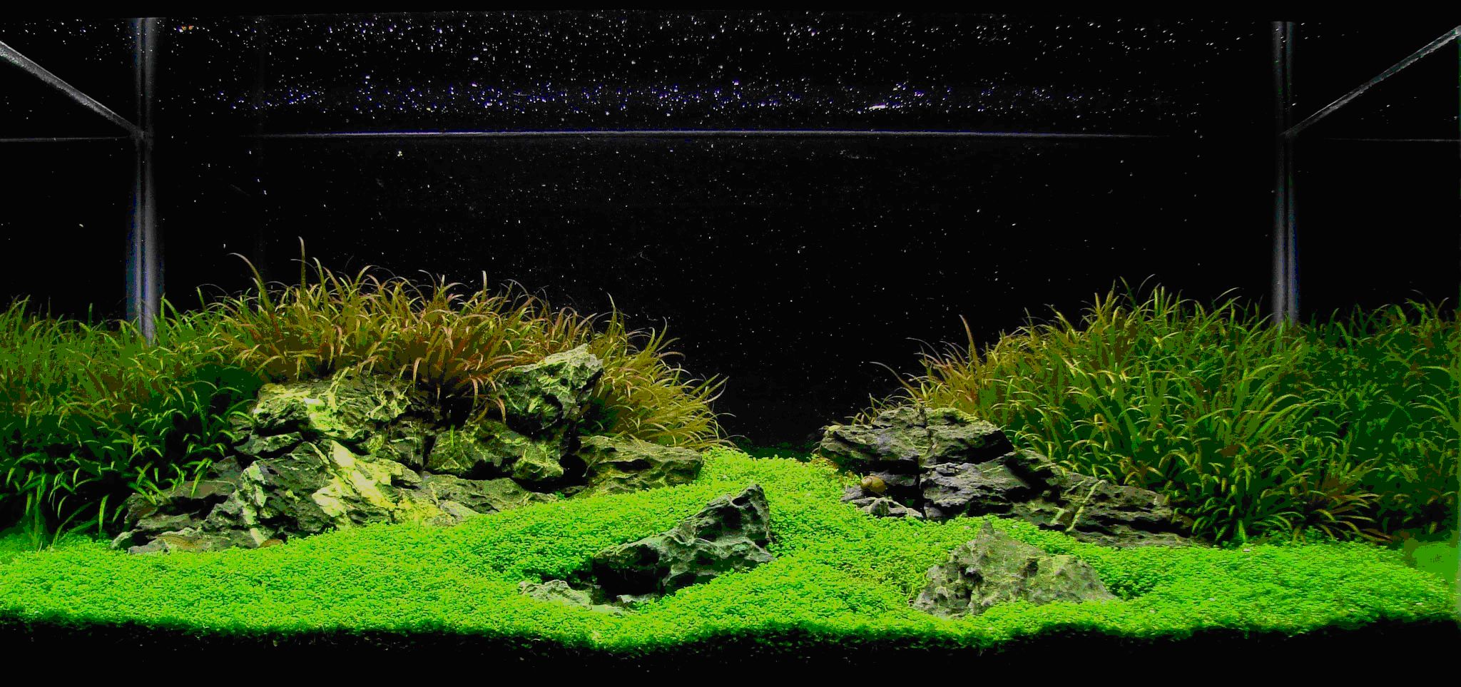 iwagami aquascape.jpg