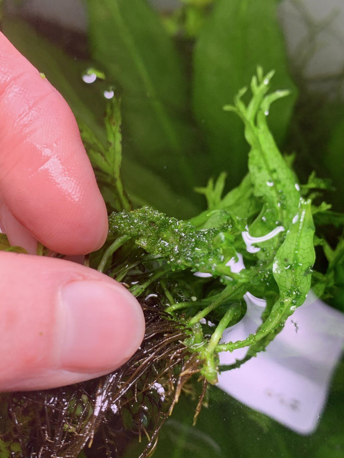 java fern.jpg