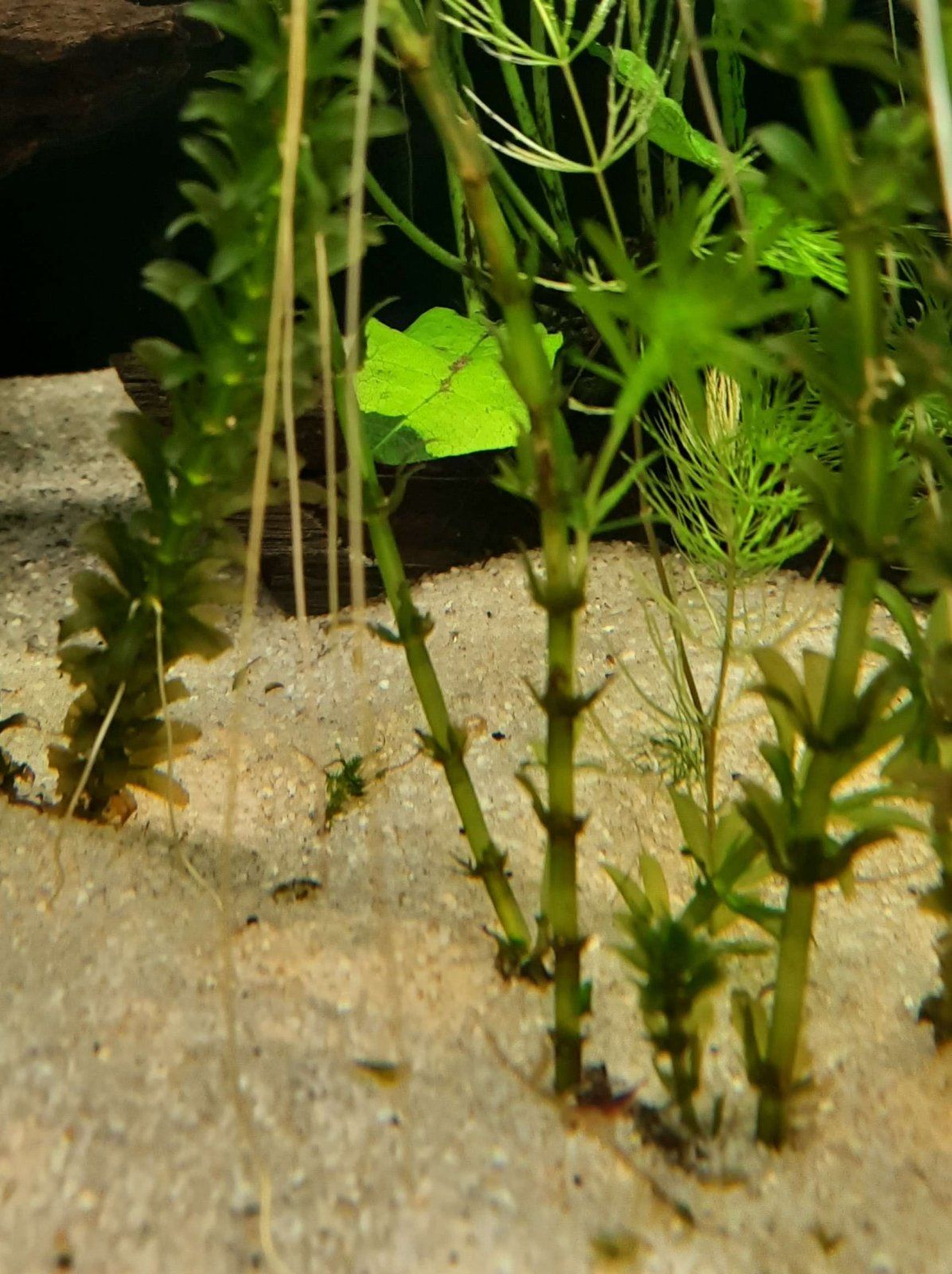 java fern plantlet left.JPEG