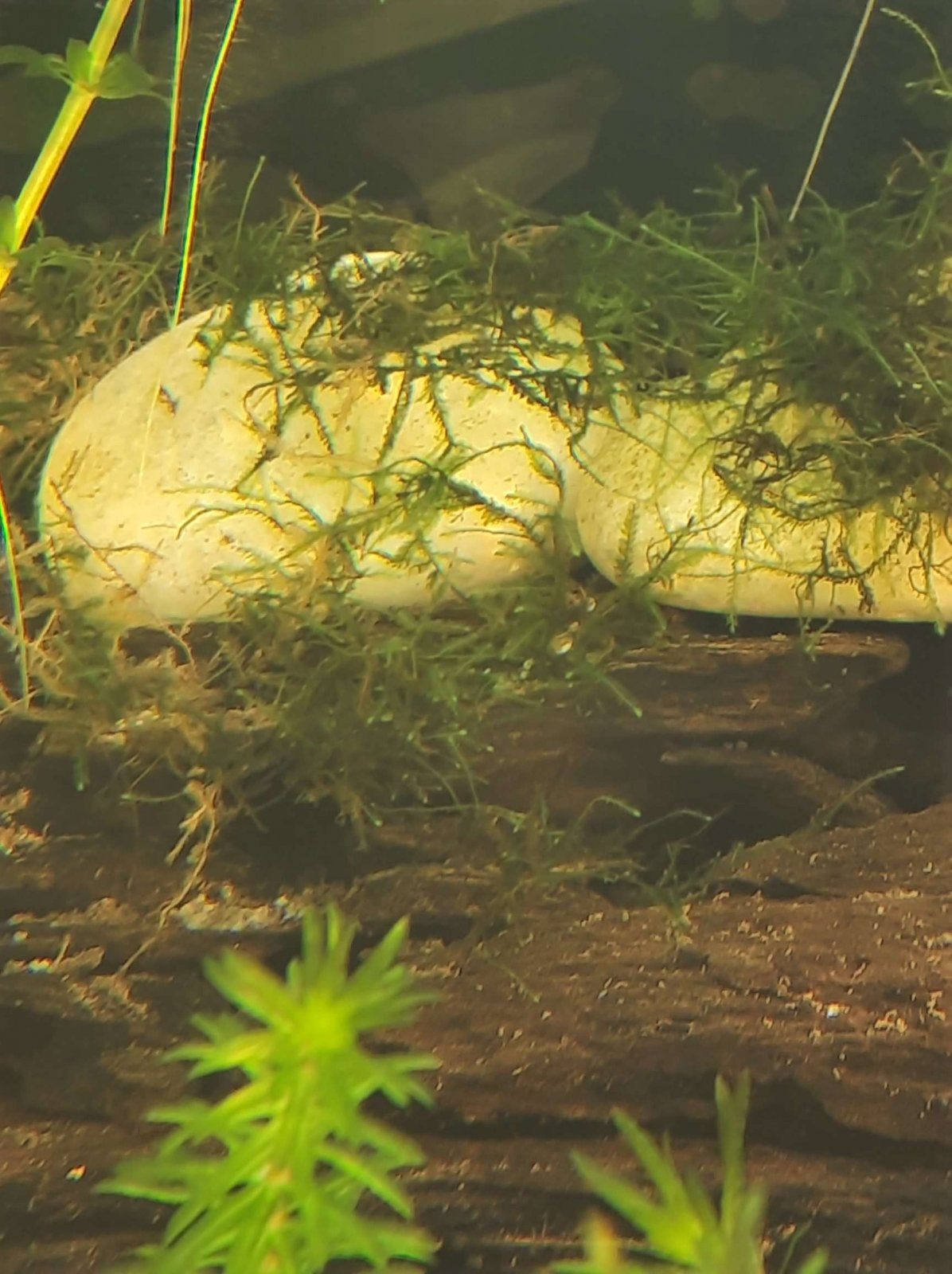 java moss.JPEG