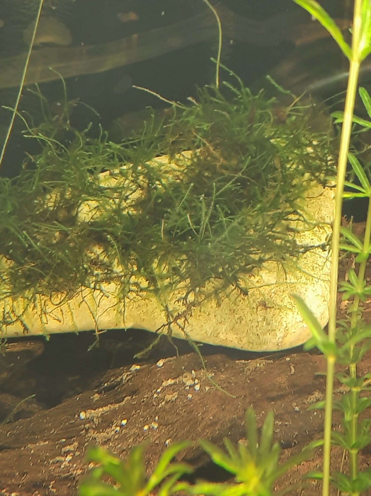 java moss recovering.JPEG