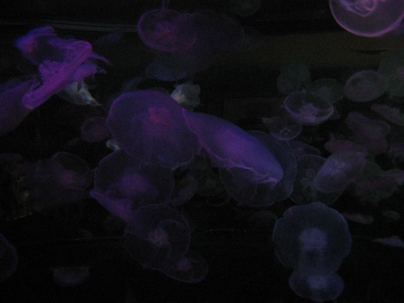 jellyfish.jpg