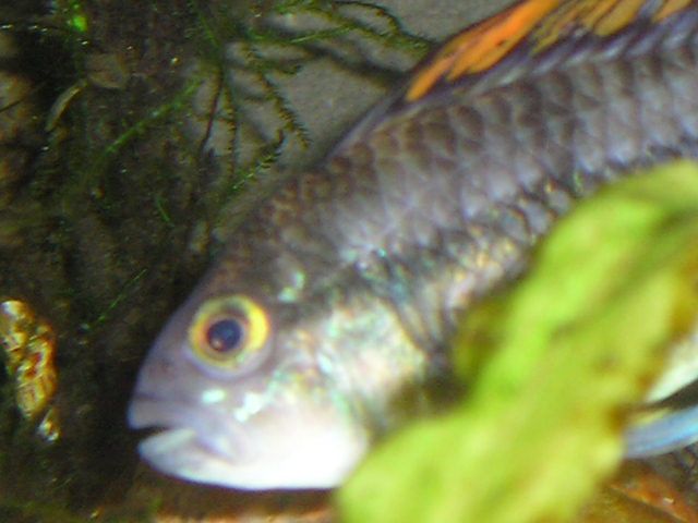 Joes_fish_____018.jpg