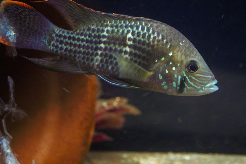 juv-rivulatus.jpg