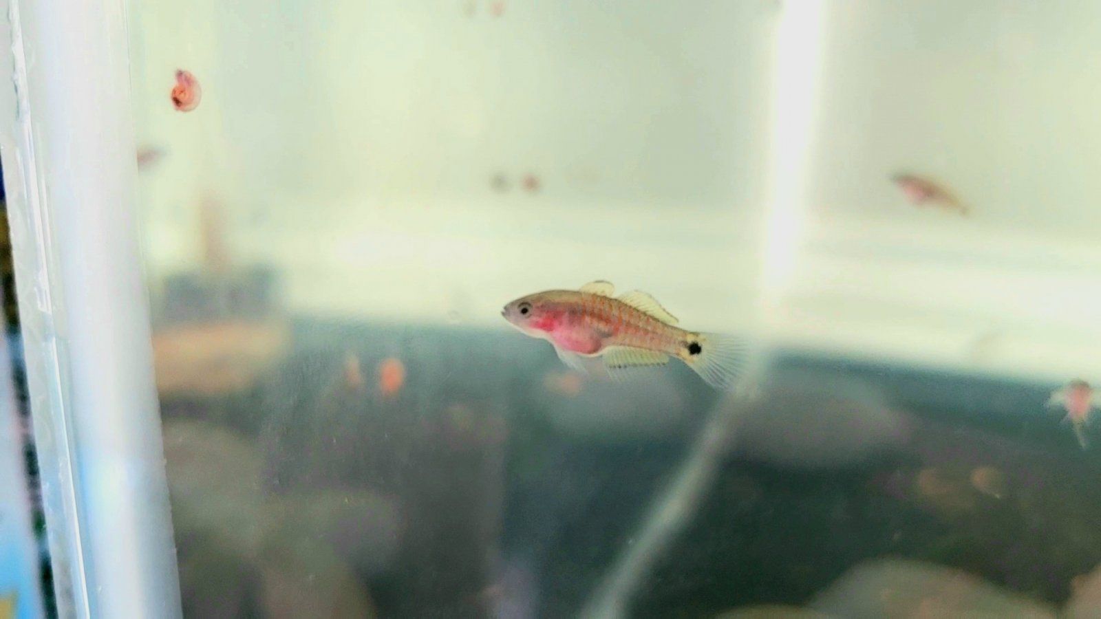 Juvenile Peacock Gudgeon [Female]