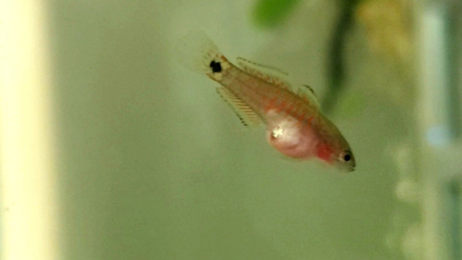 Juvenile Peacock Gudgeon [Female]