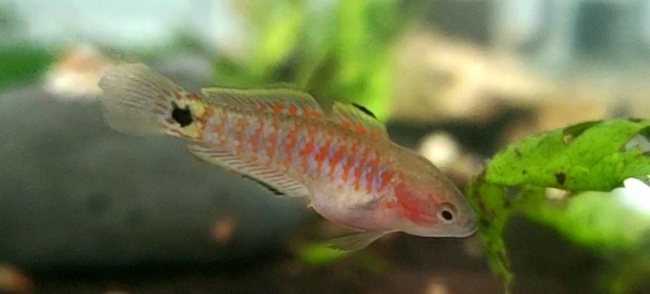 Juvenile Peacock Gudgeon [Female]