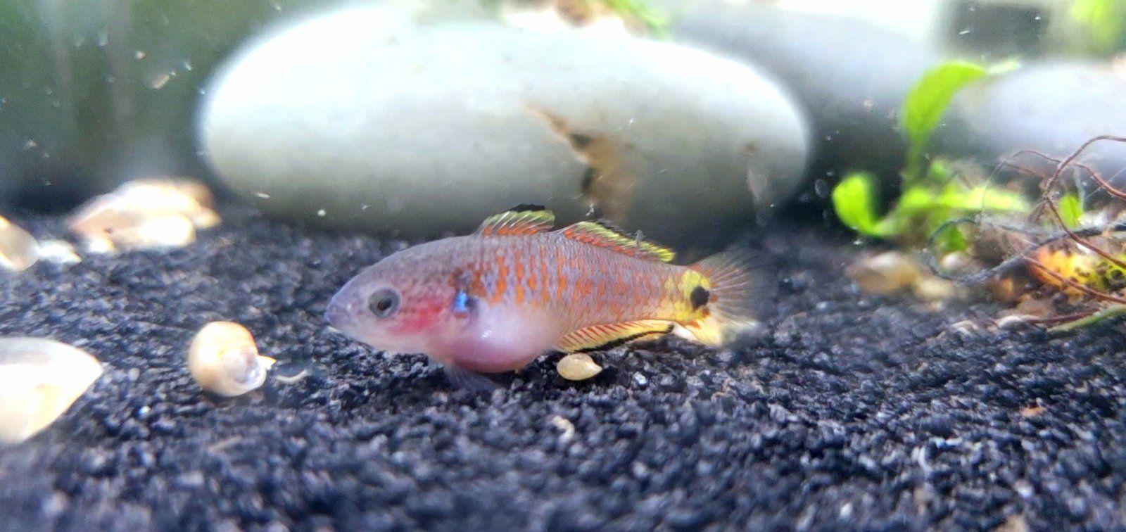 Juvenile Peacock Gudgeon [Female]