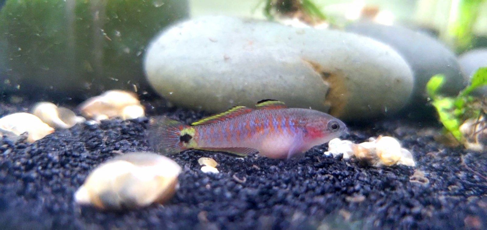 Juvenile Peacock Gudgeon [Female]