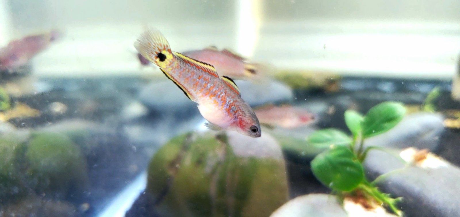 Juvenile Peacock Gudgeon [Female]