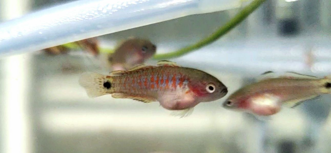 Juvenile Peacock Gudgeon [Male]