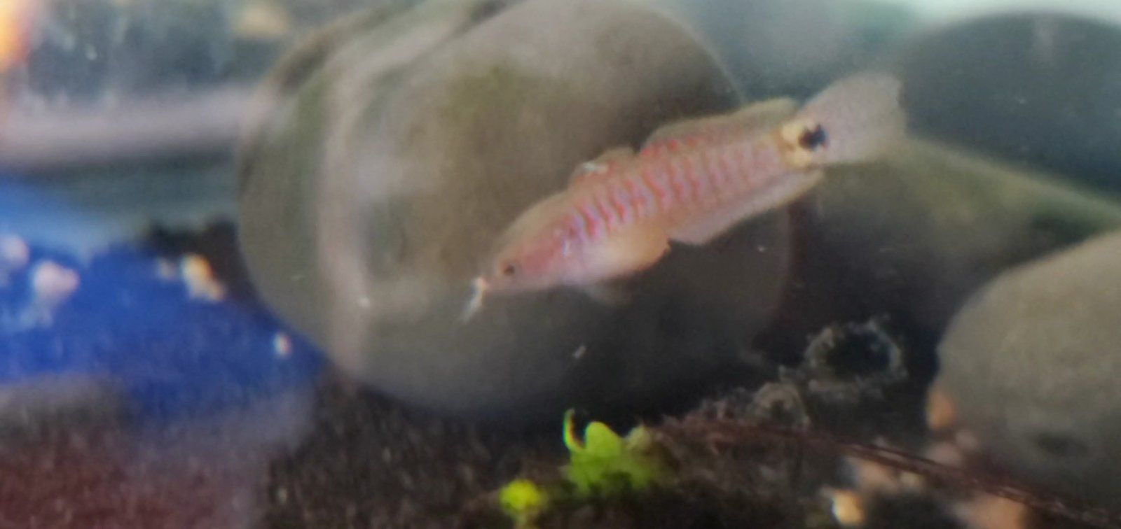 Juvenile Peacock gudgeon [Male]