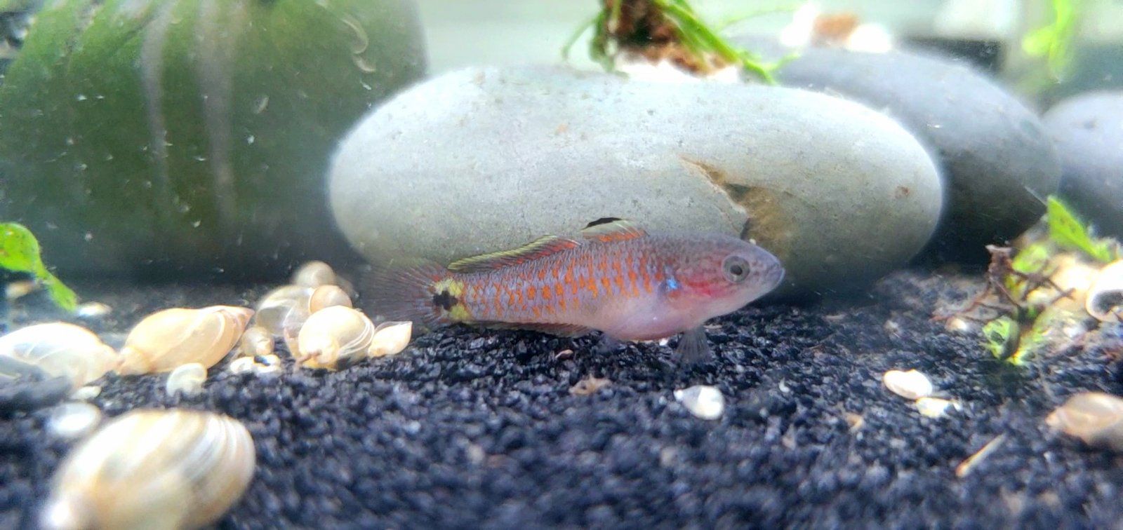 Juvenile Peacock Gudgeon [Male]