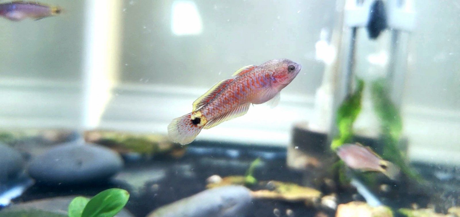 Juvenile Peacock Gudgeon [Male]