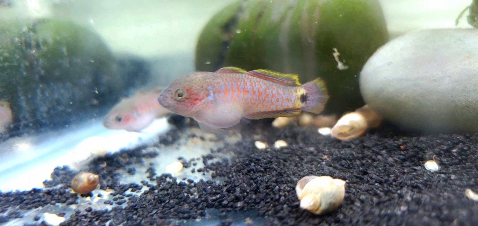 Juvenile Peacock Gudgeon [Male]