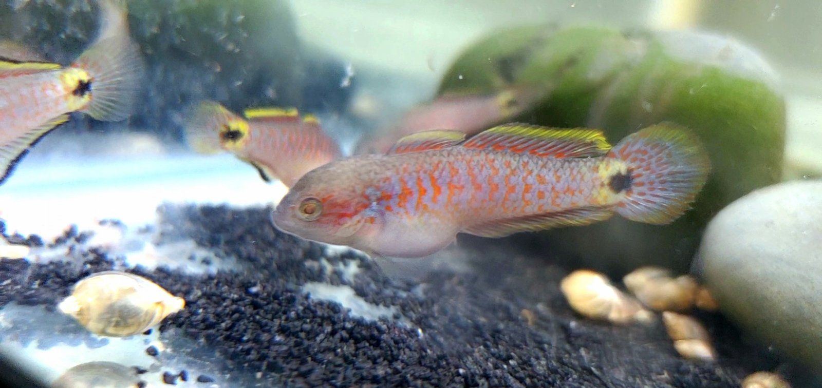 Juvenile Peacock Gudgeon [Male]