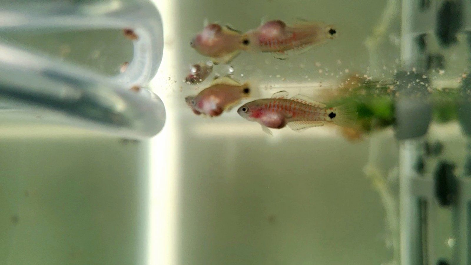 Juvenile Peacock Gudgeons [Female]