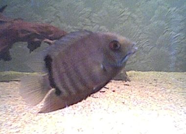 juvinile_severum.jpg