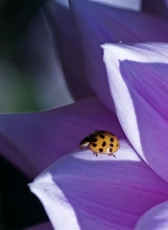 Ladybug002002 (Large).JPG