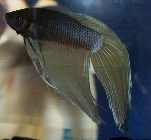 landons_new_betta.jpg