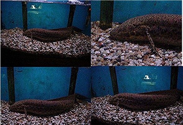 Largerlungfish.jpg