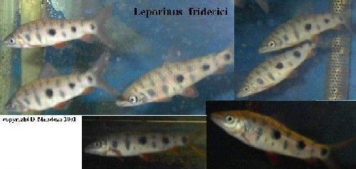 leporinus_friderici.JPG