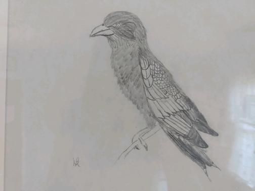 Lilac breasted Roller drawing.jpg